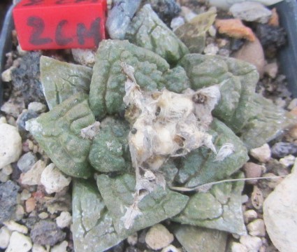 Ariocarpus fissuratus