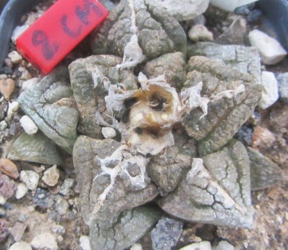 Ariocarpus <br>fissuratus