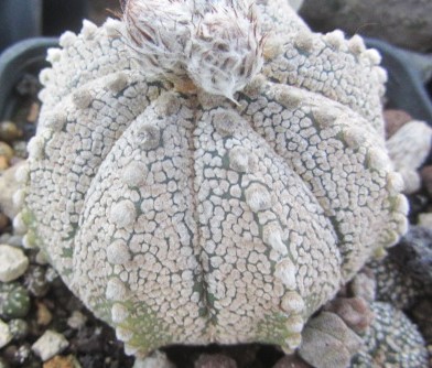 Astrophytum <br>cv f3 cap x kab