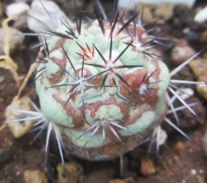Ortegocactus  macdougallii
