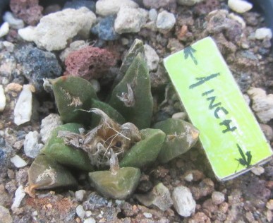 Ariocarpus agavoides cv f2