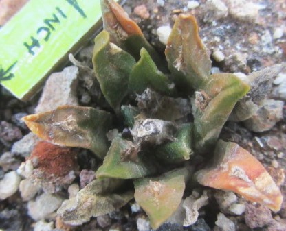 Ariocarpus <br>agavoides cv f2