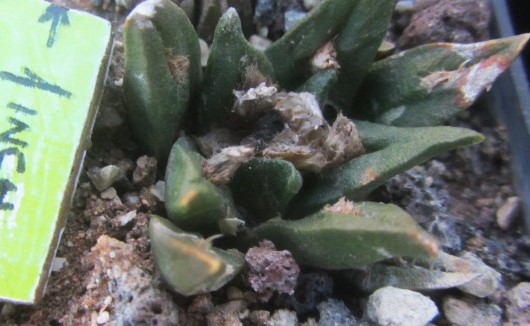 Ariocarpus <br>agavoides cv f2