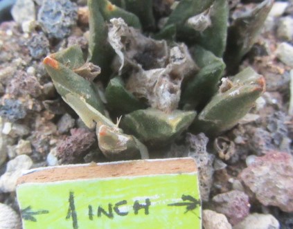 Ariocarpus <br>agavoides  cv f2