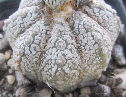 Astrophytum <br>kabuto x capas f2