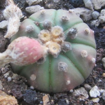 Astrophytum asterias nudum