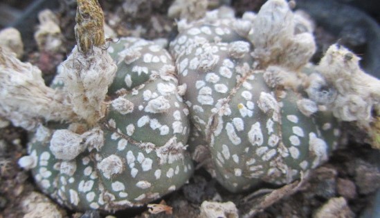 Astrophytum asterias kabuto