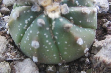 Astrophytum <br>asterias x capas