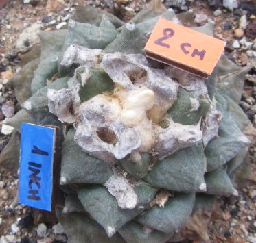 Ariocarpus <br>cv hybrid f3