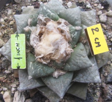 Ariocarpus <br>cv hybrid f3