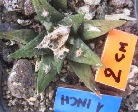 Ariocarpus <br>cv f3 mix kot/aga/ret