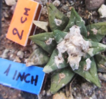 Ariocarpus <br>cv f3  kot/aga/ret