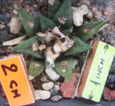 Ariocarpus <br>cv f3 mix kot/aga/ret