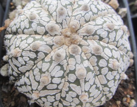 Astrophytum <br>asterias super kabuto