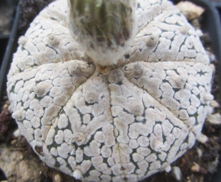 Astrophytum <br>asterias super kabuto