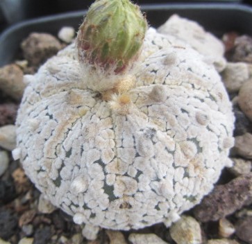 Astrophytum <br>super kabuto 