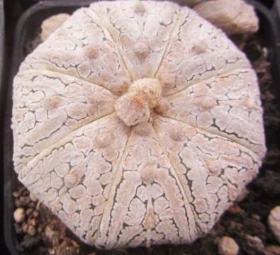 Astrophytum super kabuto 