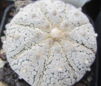 Astrophytum <br>super kabuto 