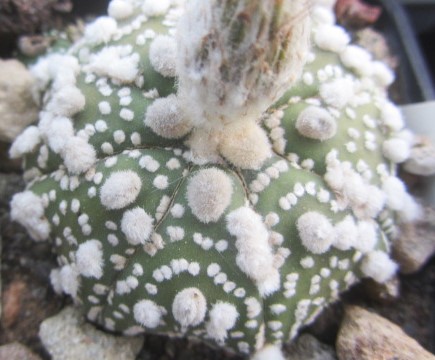 Astrophytum <br>super kabuto hanazono