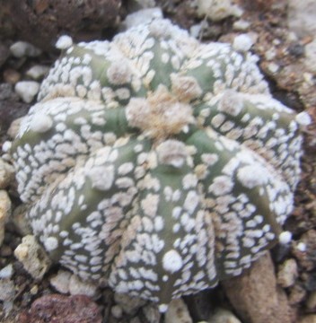 Astrophytum <br>kabuto x capas f2