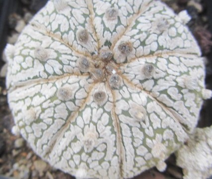 Astrophytum asterias kabuto