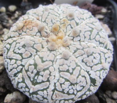 Astrophytum super kabuto 