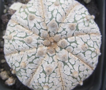 Astrophytum <br>super kabuto 