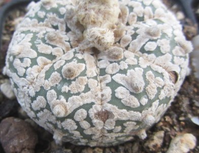 Astrophytum <br>super kabuto 