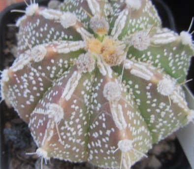 Astrophytum kapas f2