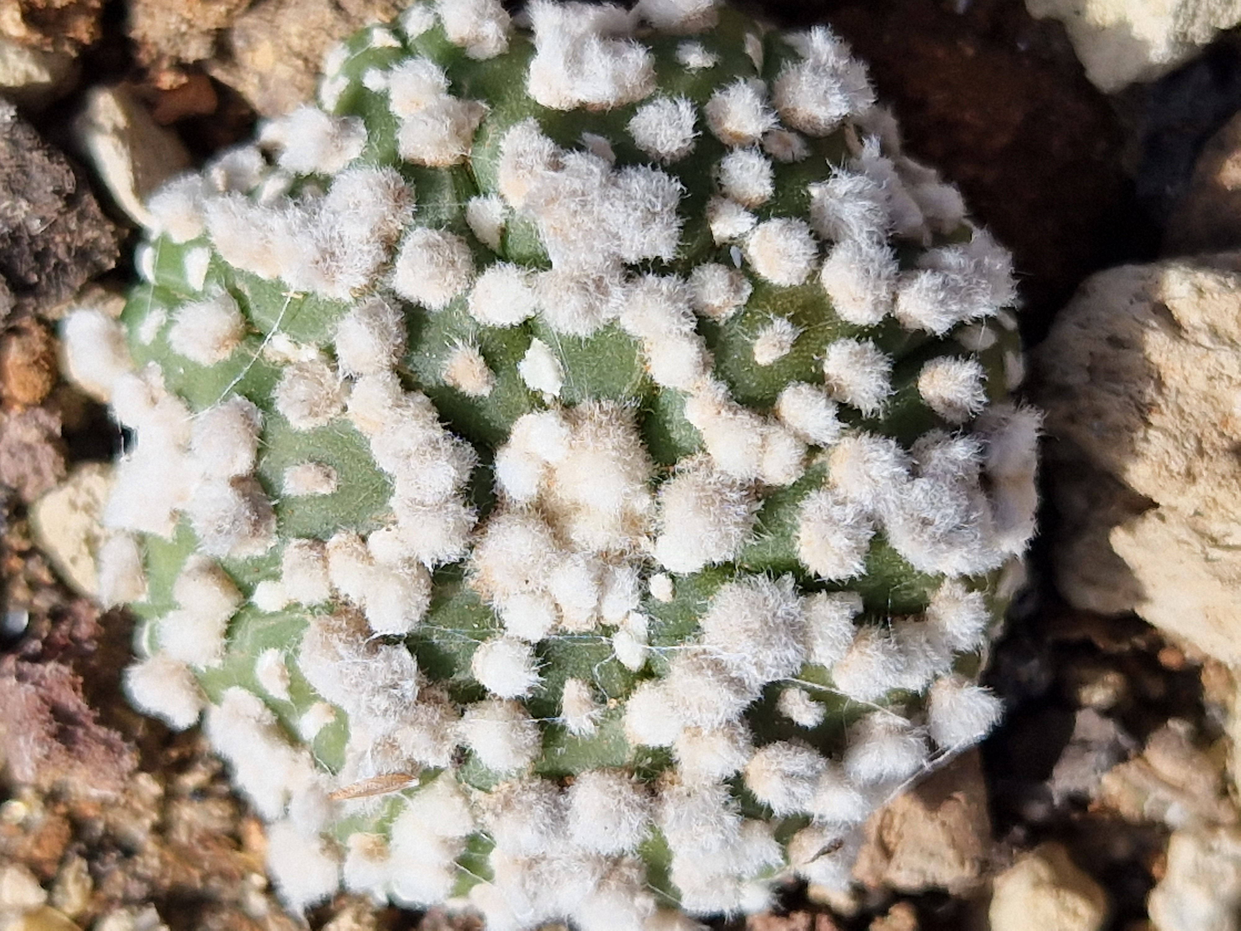 Astrophytum <br>super kabuto hanazono