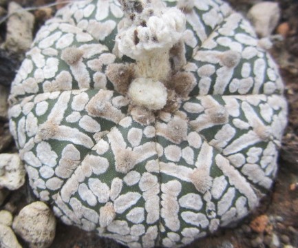 Astrophytum super kabuto 