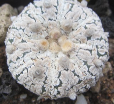 Astrophytum asterias kabuto