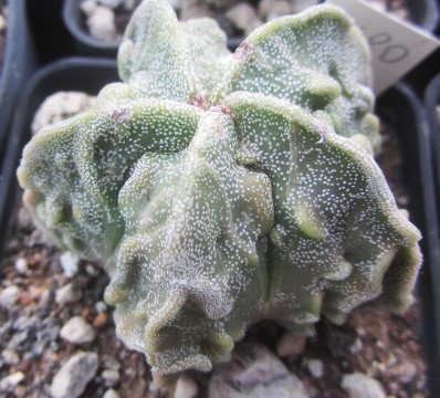 Astrophytum <br>myriostigma fukuryo