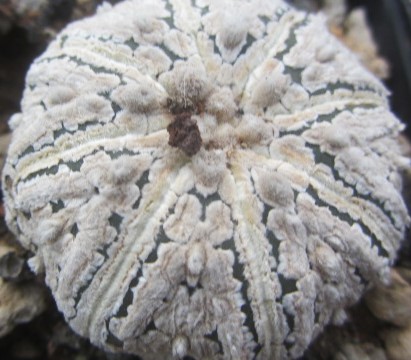 Astrophytum <br>super kabuto 