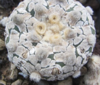 Astrophytum super kabuto 