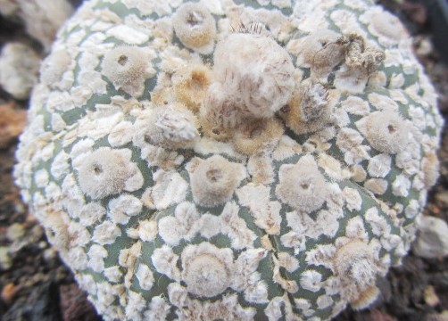 Astrophytum asterias kabuto