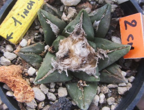 Ariocarpus hybrid f3 