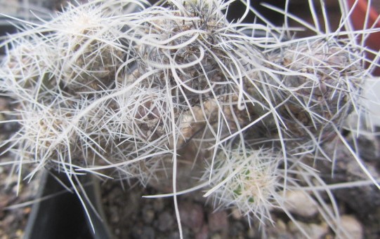 Tephrocactus weberi