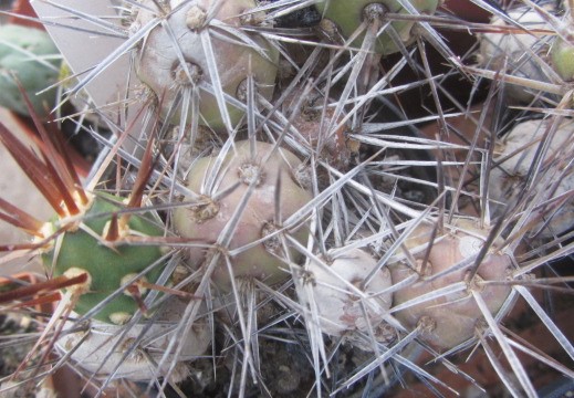 Tephrocactus darwinii