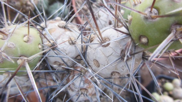 Tephrocactus darwinii