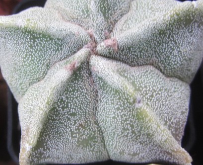 Astrophytum <br>myriostigma 