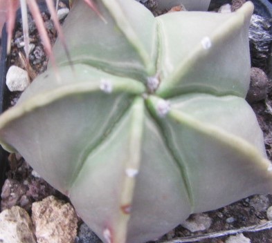 Astrophytum myriostigma nudum