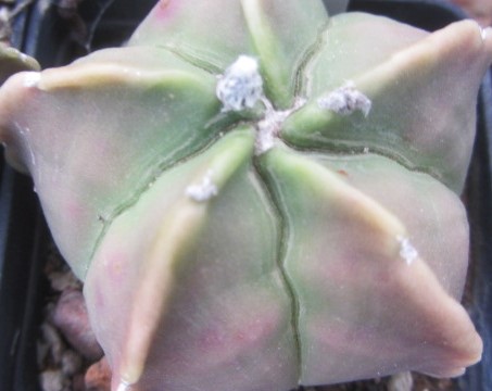 Astrophytum myriostigma nudum