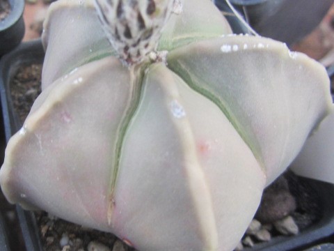 Astrophytum myriostigma nudum