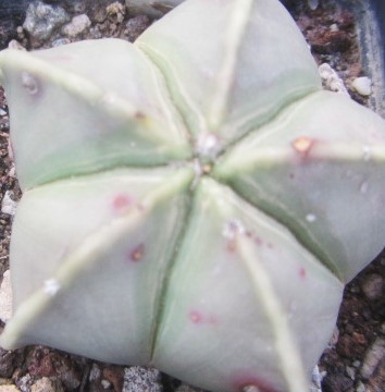 Astrophytum myriostigma nudum