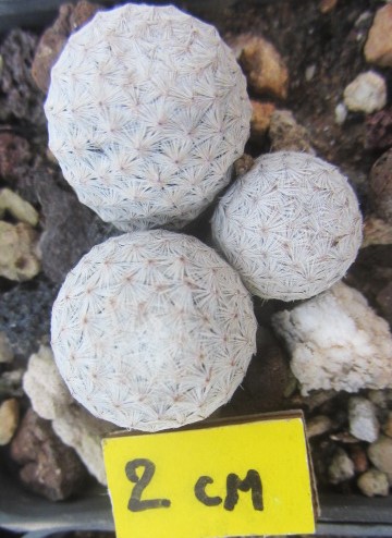 Mammillaria herrerae