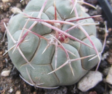 Thelocactus hexaedrophorus