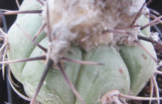 Echinocactus horizonthalonius