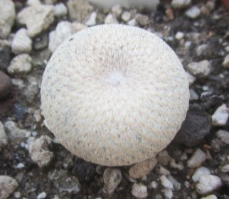 Epithelantha <br>bokei