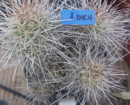 Mammillaria pondi